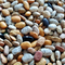 Tepary Bean, Multicolor Landrace